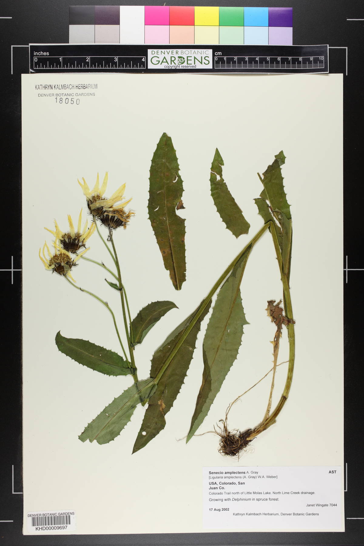 Senecio amplectens image