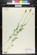 Ratibida columnifera image