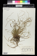 Carex pensylvanica image