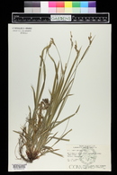 Carex montana image