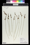 Carex vesicaria image