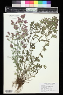 Origanum laevigatum image