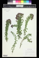 Origanum vulgare image