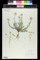 Alyssum petraeum image