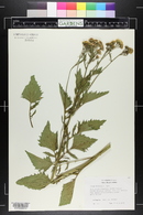 Inula orientalis image