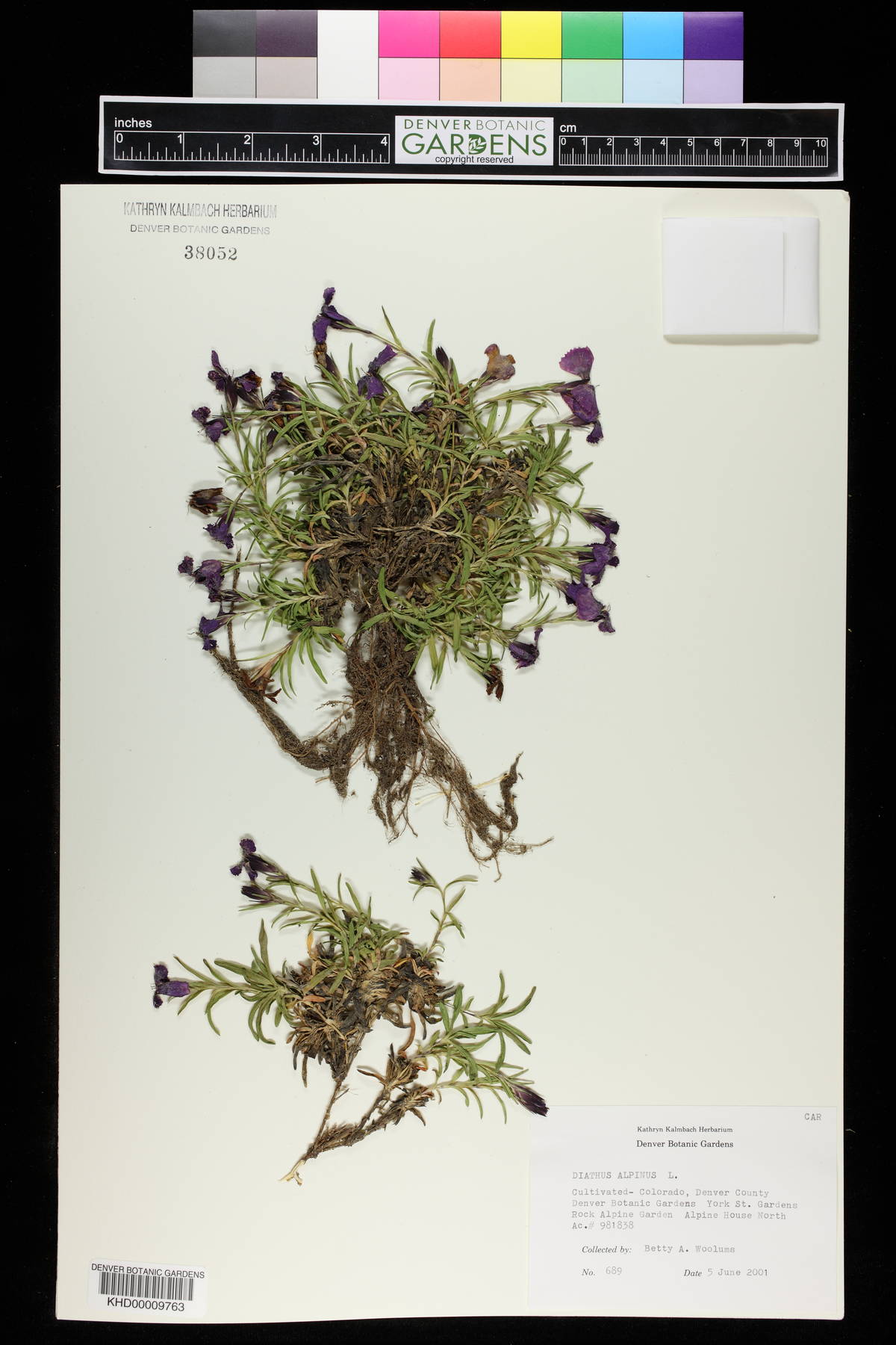 Dianthus alpinus image
