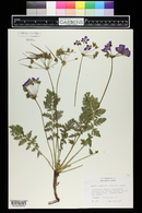 Erodium castellanum image