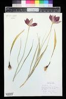 Image of Tulipa sprengeri