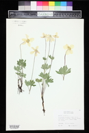 Anemone sylvestris image