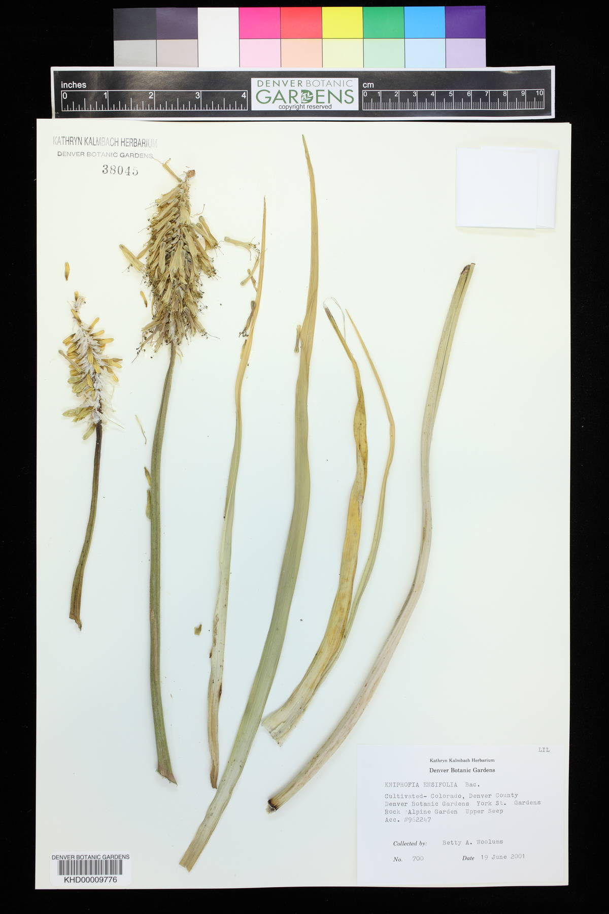 Kniphofia ensifolia image