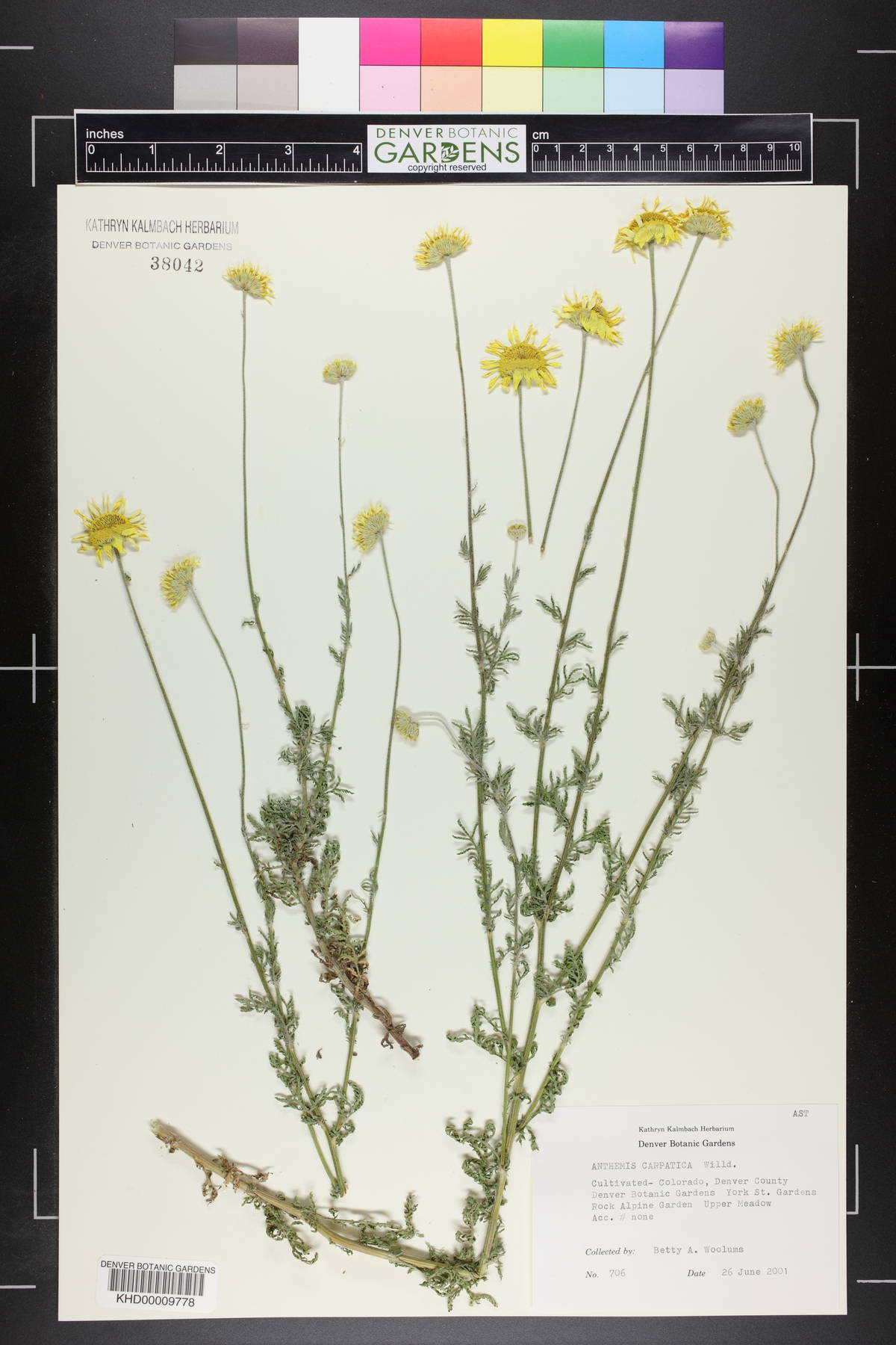 Anthemis cretica subsp. carpatica image