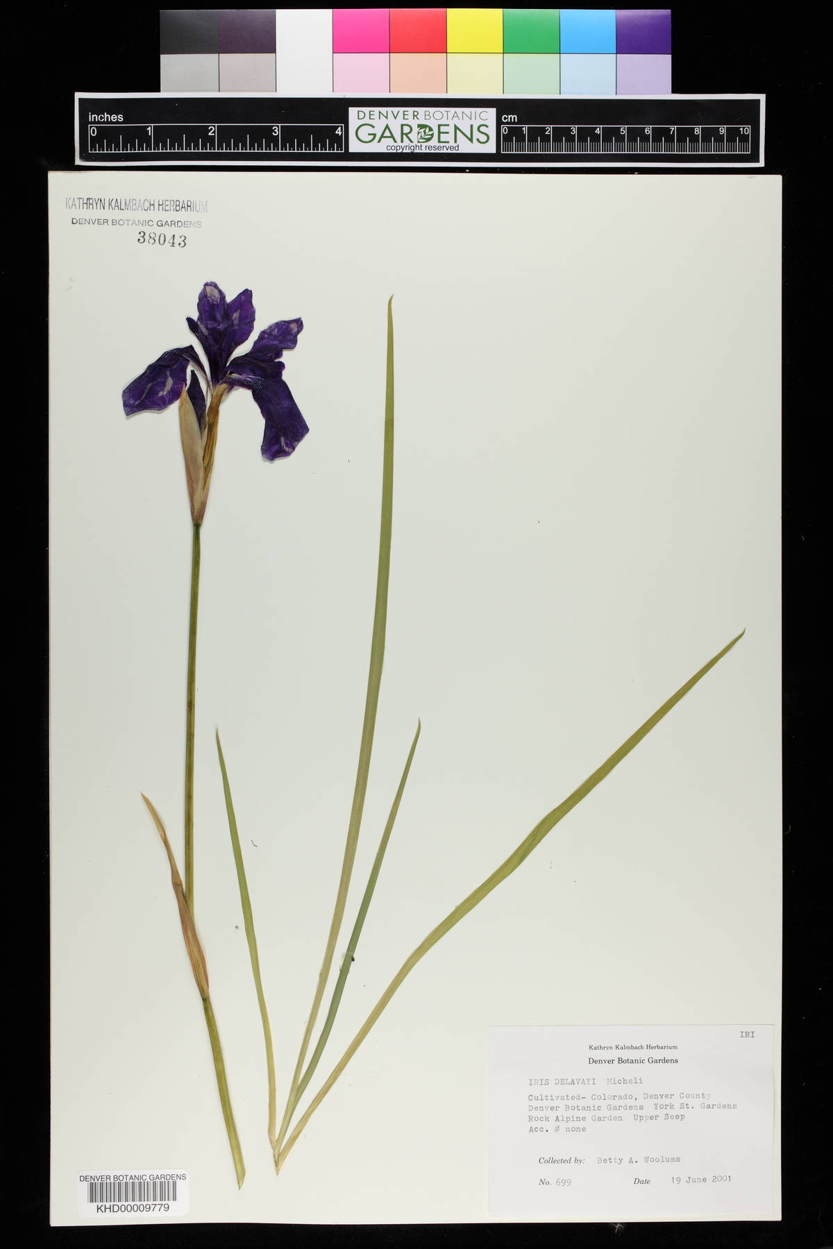 Iris delavayi image