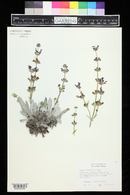 Salvia canescens image