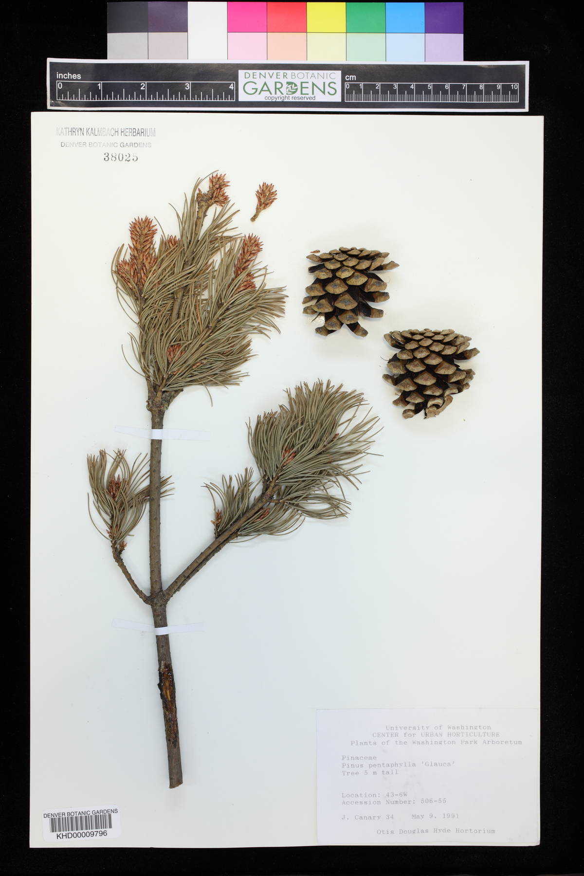 Pinus parviflora var. pentaphylla image