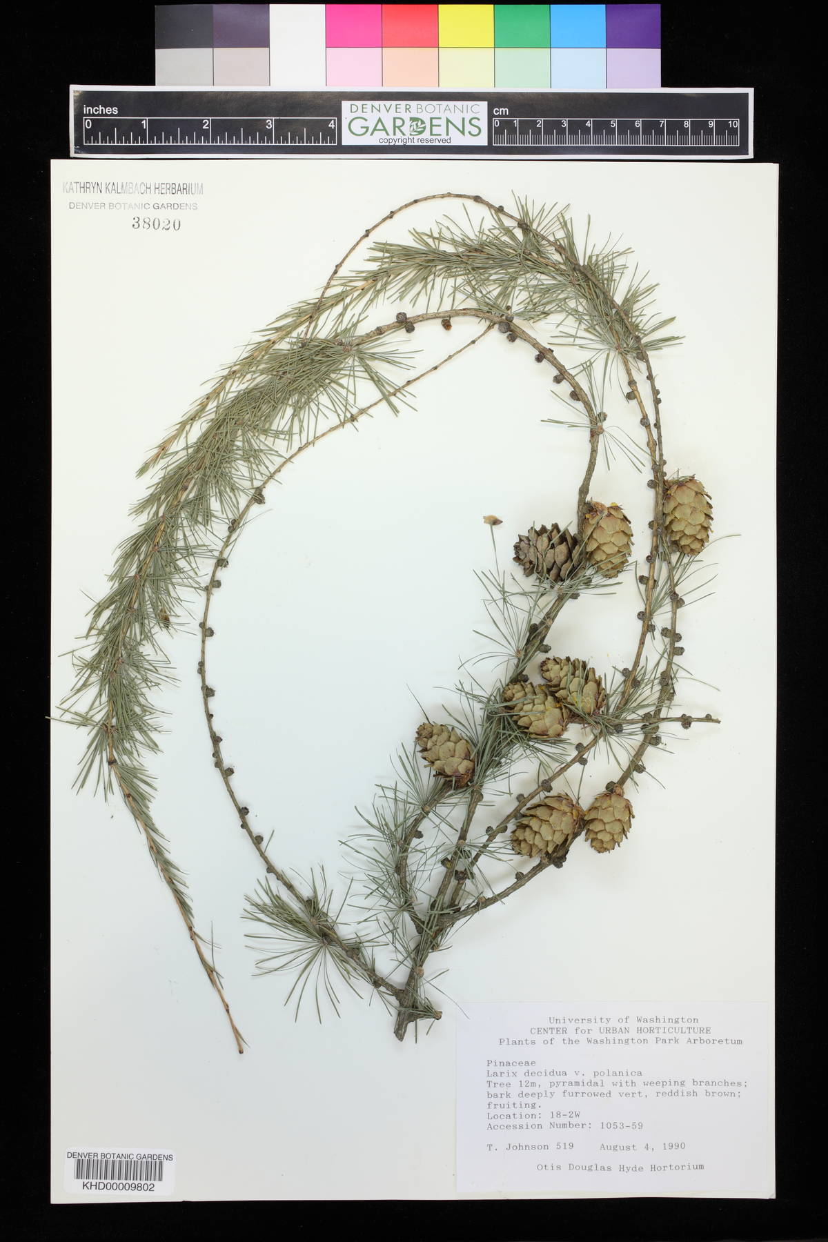 Larix decidua var. polonica image