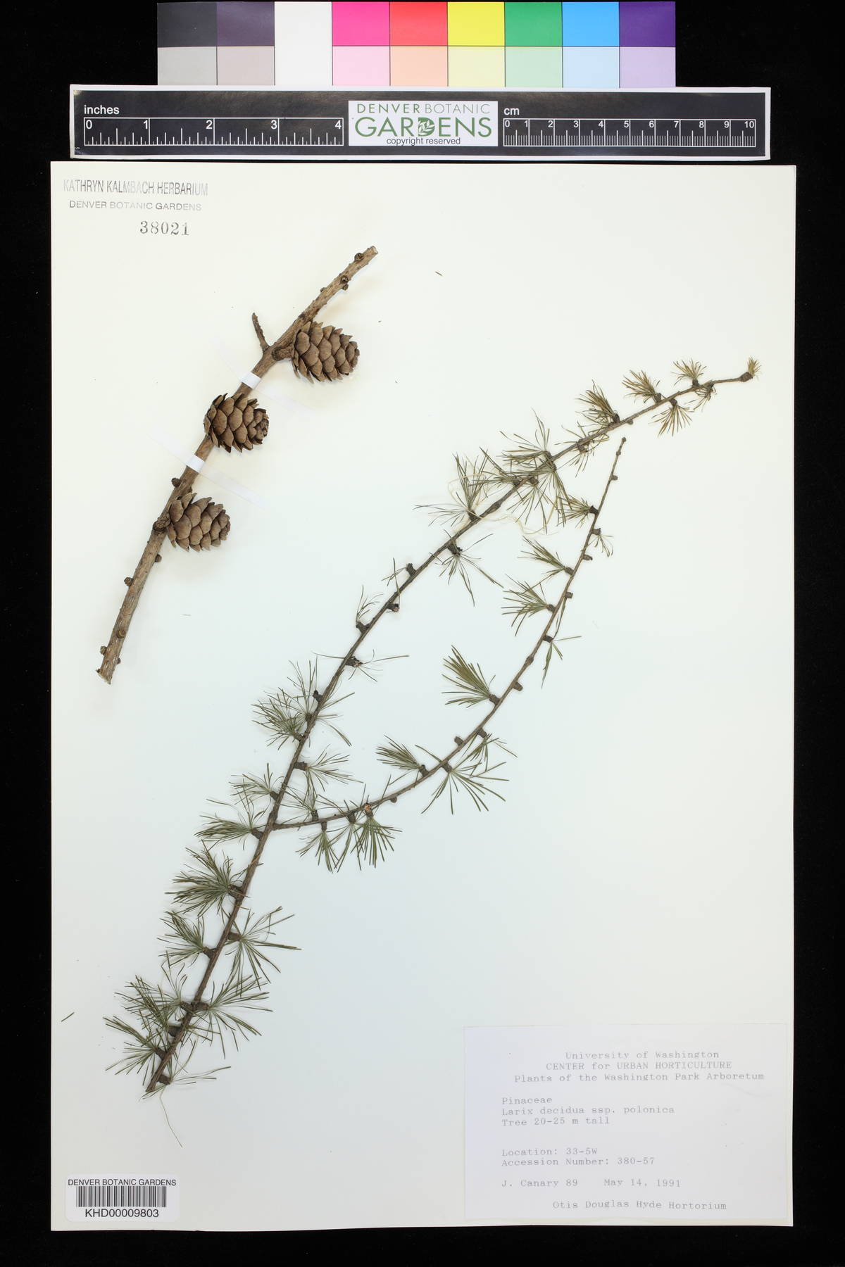 Larix decidua var. polonica image