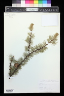 Larix leptolepis image