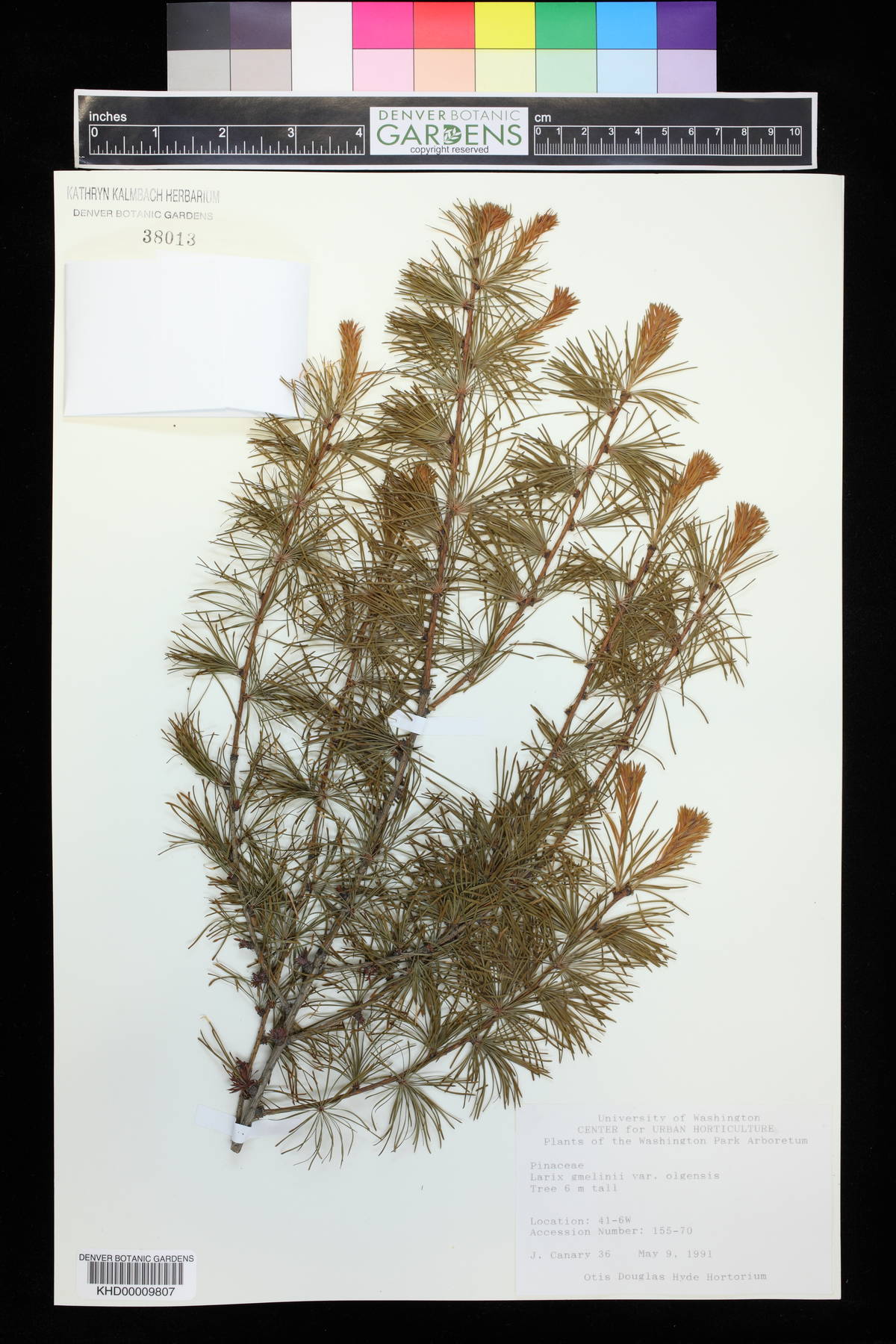 Larix gmelinii var. olgensis image