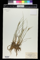 Carex lenticularis image