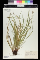 Carex gracillima image