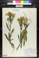 Solidago missouriensis image