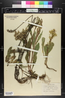 Solidago missouriensis image