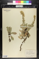 Solidago mollis image