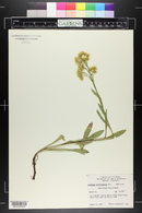 Solidago multiradiata image