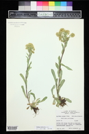 Solidago multiradiata image