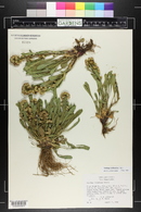 Solidago multiradiata image