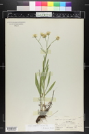 Solidago ptarmicoides image