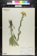 Solidago rigida image