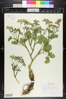 Peucedanum litorale image