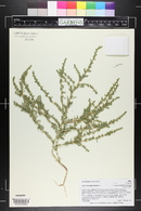 Amaranthus albus image