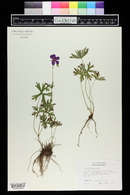 Geranium wlassovianum image