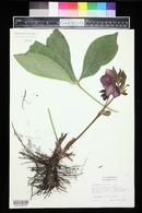 Helleborus orientalis image