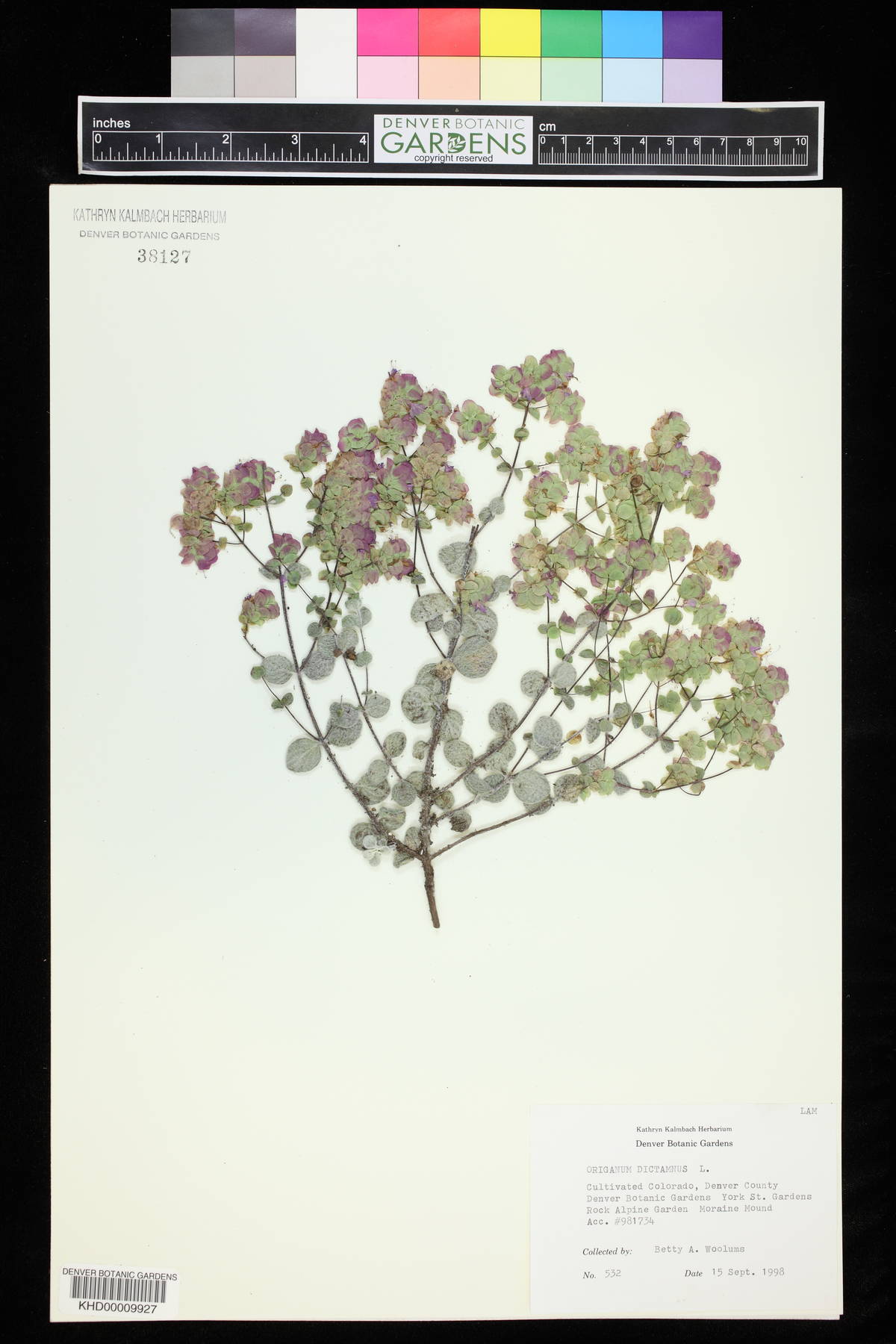 Origanum dictamnus image