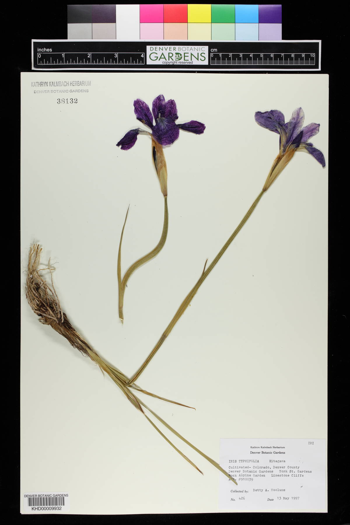 Iris typhifolia image