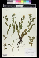 Pulmonaria officinalis image