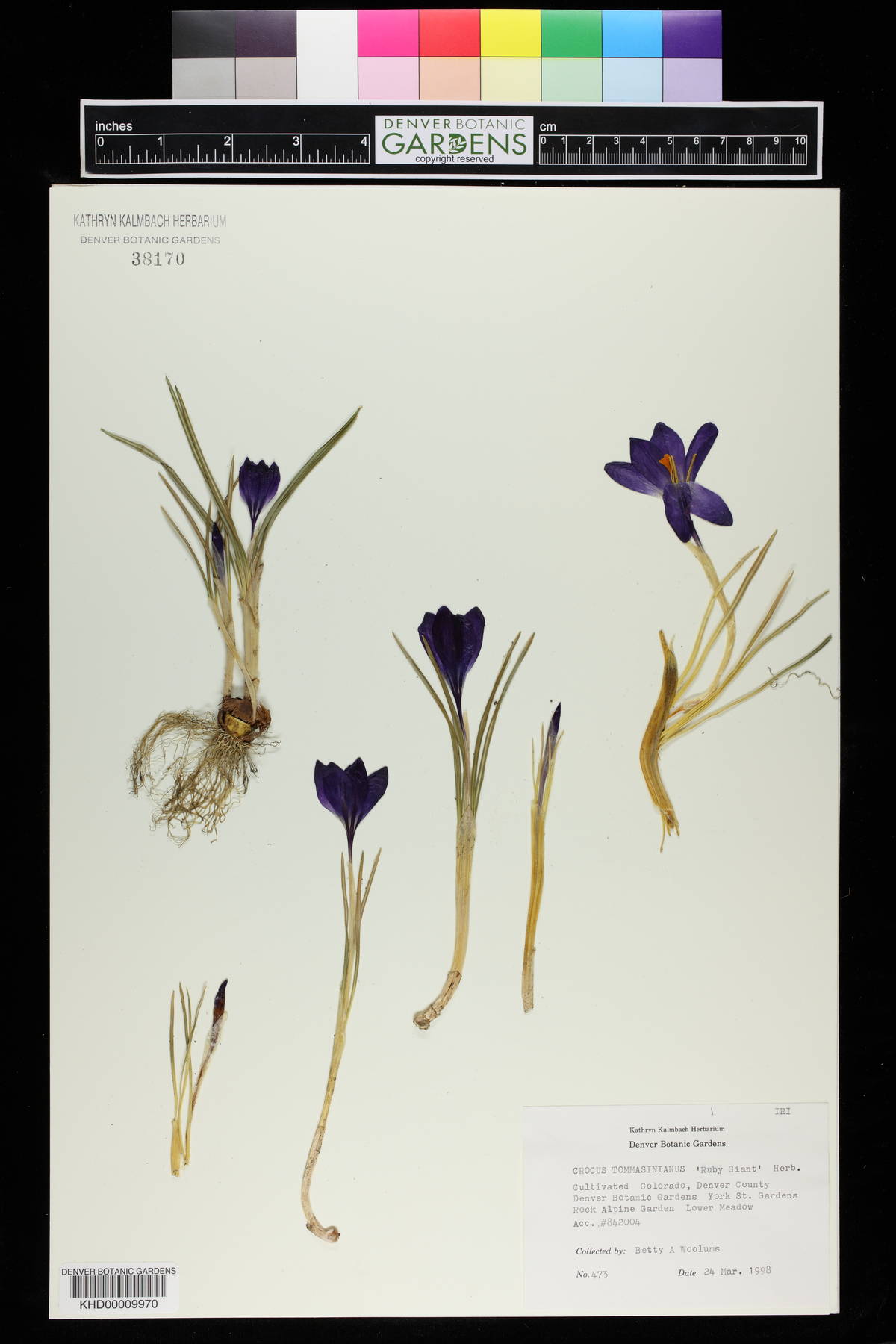 Crocus tommasinianus image