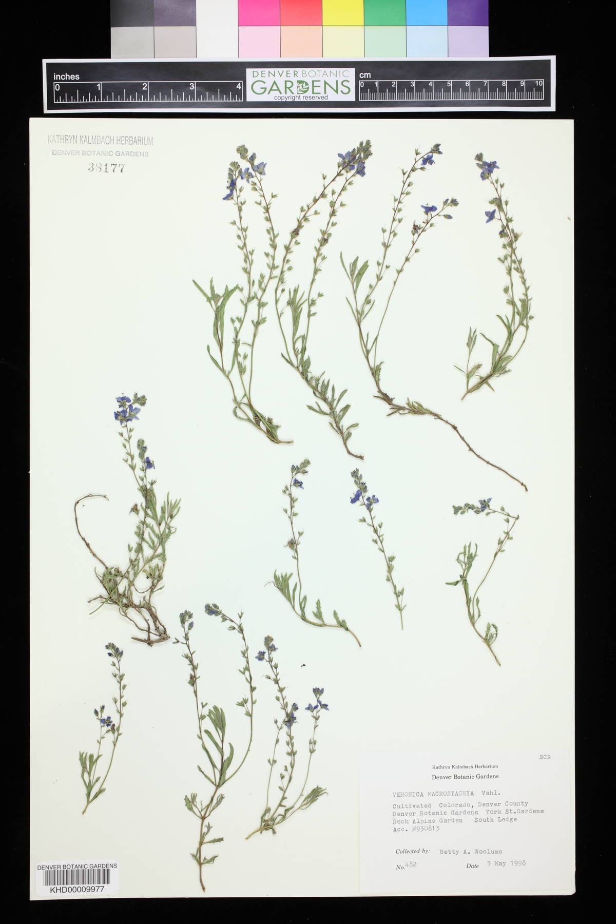 Veronica macrostachya image