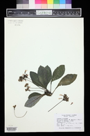 Tetranema roseum image