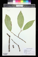 Cinnamomum verum image