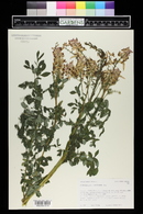 Corydalis caseana image