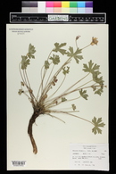 Geranium caespitosum image