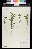 Euphorbia spathulata image