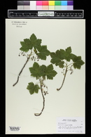 Ribes laxiflorum image