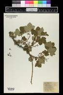 Ribes laxiflorum image