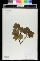 Ribes laxiflorum image