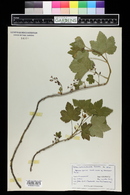 Ribes laxiflorum image